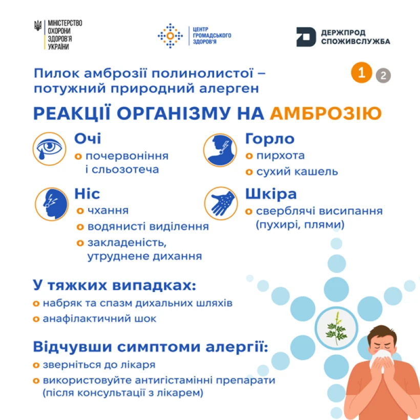 основне зображення для Амброзія починає цвісти: рекомендації щодо захисту здоров'я