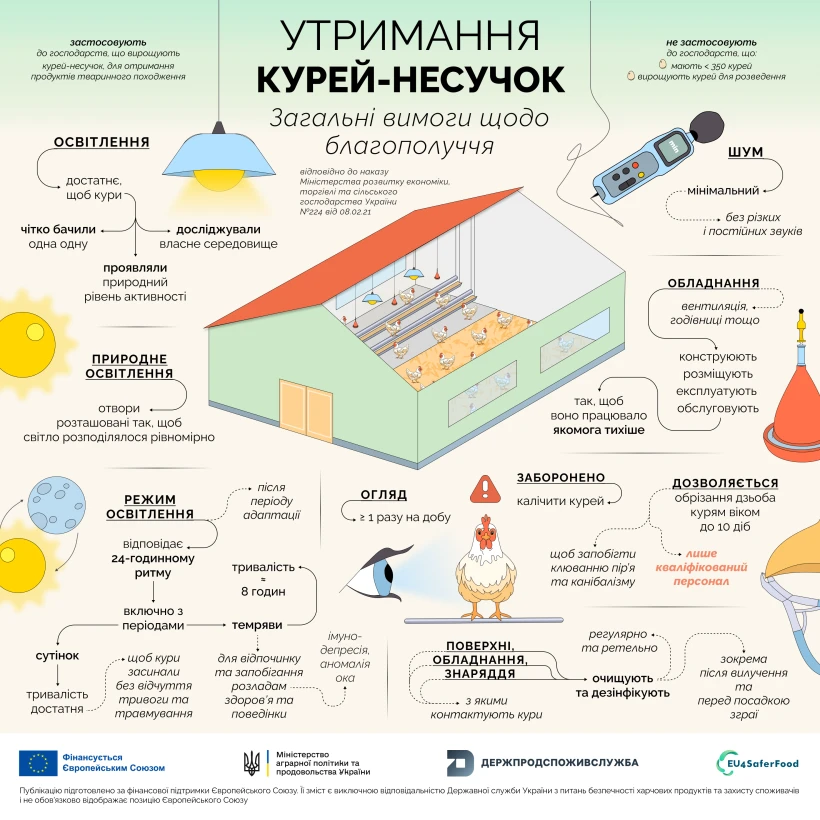 основне зображення для Благополуччя курей-несучок: обов’язкові стандарти для господарств. Інфографіка