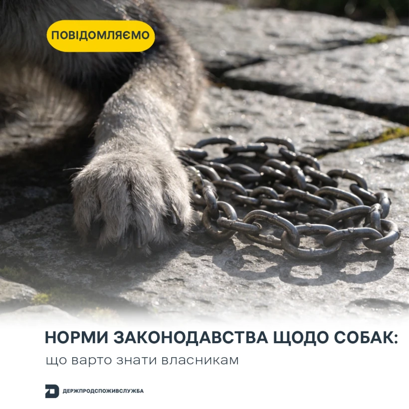 основне зображення для Чи справді в Україні заборонили тримати собак на прив’язі: пояснення