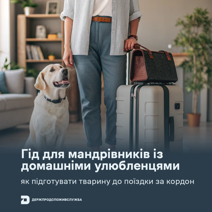 основне зображення для Гід для мандрівників із домашніми улюбленцями: як підготувати тварину до поїздки за кордон