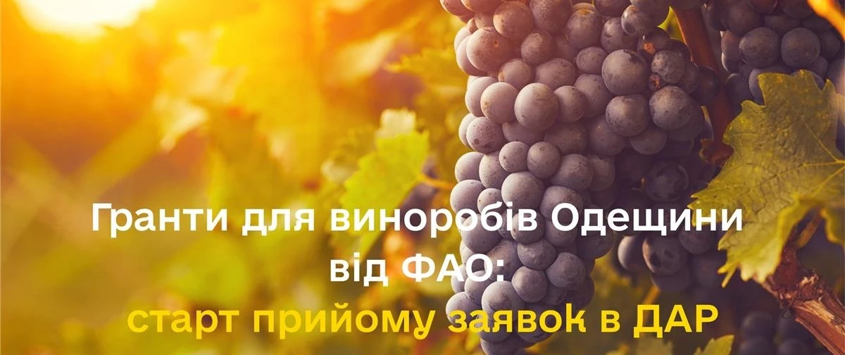 основне зображення для Гранти для виноробів Одещини від ФАО: старт прийому заявок в ДАР