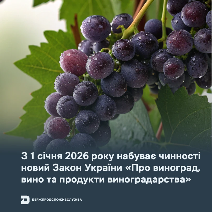 основне зображення для Нові правила для виноробів: що зміниться з 2026 року