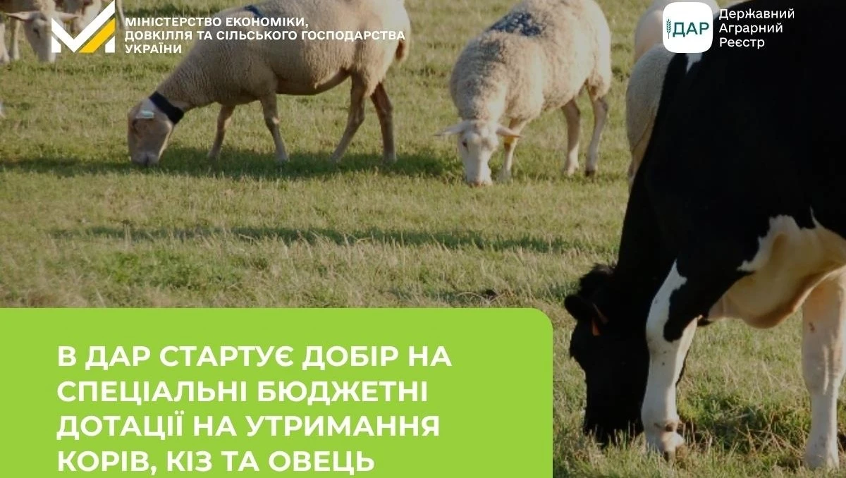 основне зображення для Як отримати 7 000 грн за корову або 2 000 за вівцю: подавайте заявку з 7 квітня
