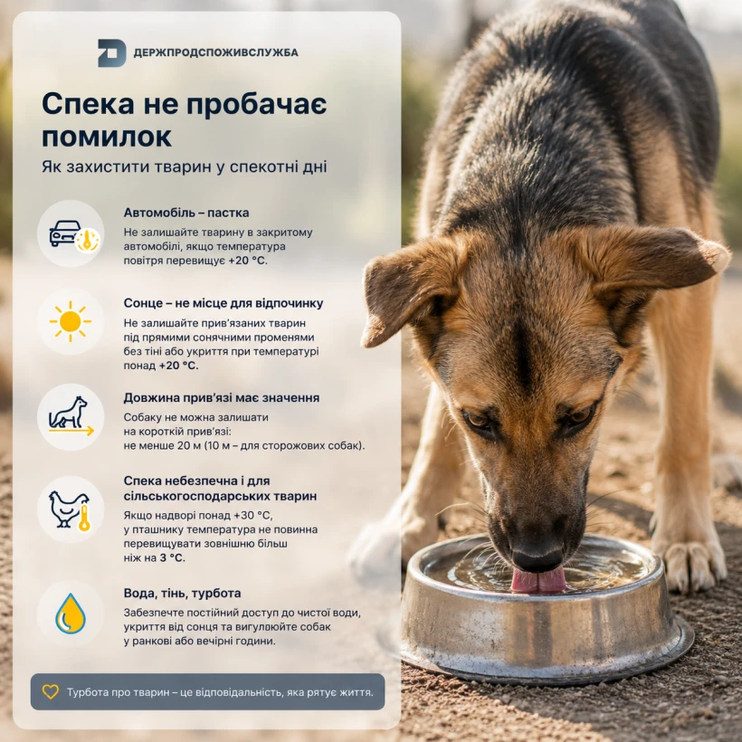 основне зображення для Як уберегти домашніх і сільськогосподарських тварин від перегріву